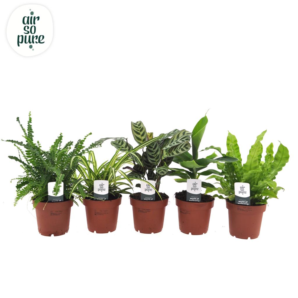 Obrazek Air so pure mix VDE P12 25CM