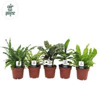 Houseplants Green Air so pure in varieties