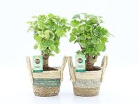 Polyscias Balfouriana in Noah Stripe