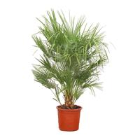 Chamaerops humilis