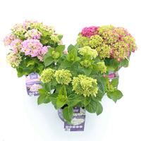 Hydrangea macr. forever & Ever in varieties