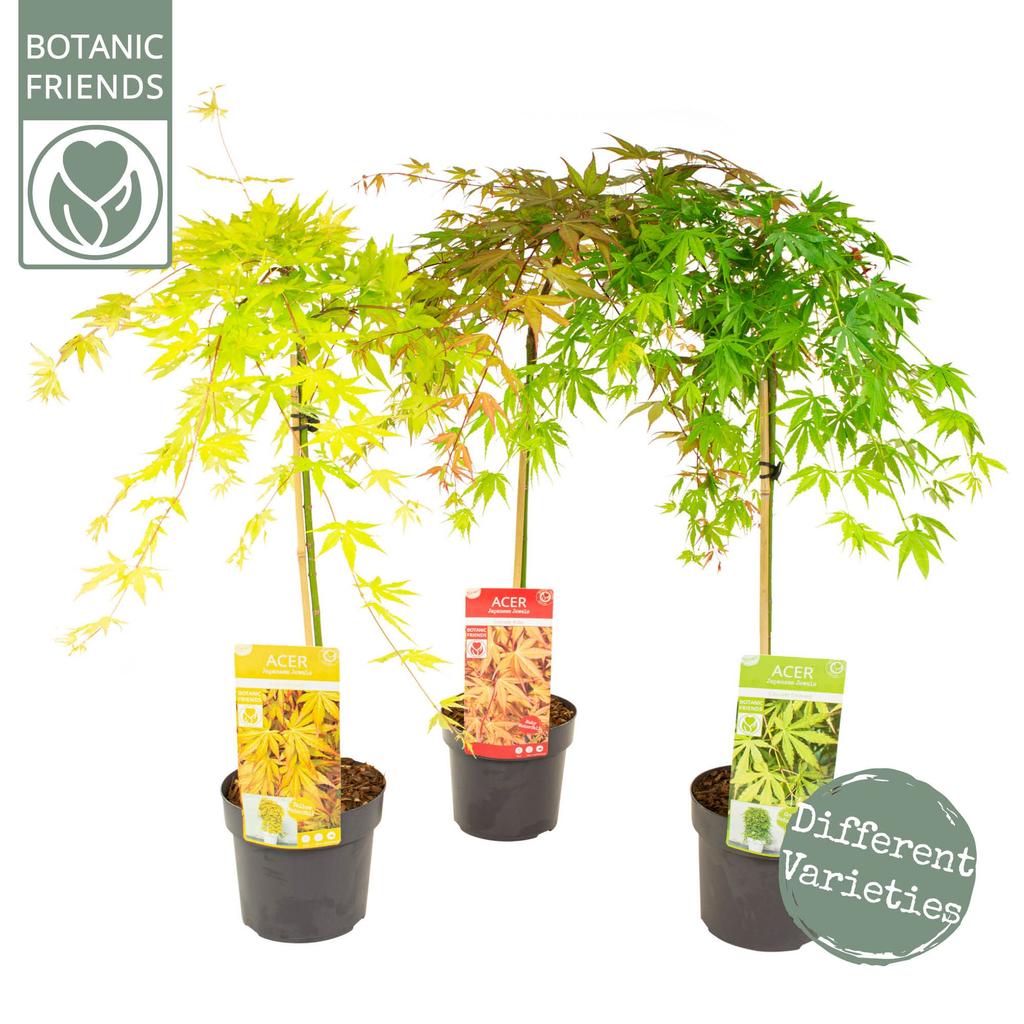 Picture of Acer pal. Cascade in varieties P19 (3 Ltr) LOW-STEM