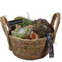 PTS7385 Arrangement Sempervivum in willow basket