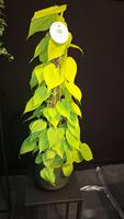 Philodendron