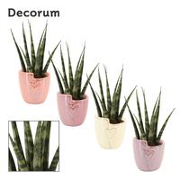 Sansevieria Fernwood in Joa (Special moods-collection)