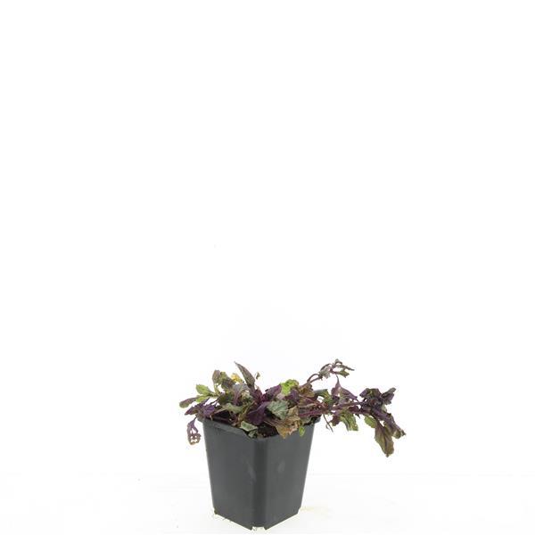 Picture of Ajuga rep. Burgundy Glow P9