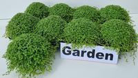 Soleirolia soleirolii GARDEN