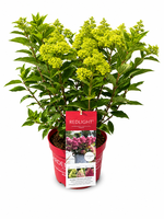Hydrangea Pan. Red Light