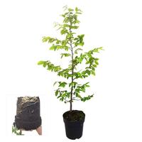 Carpinus betulus