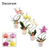 Phalaenopsis hybrid Hurricane mix in Jolijn (Sympathetic moods-collecti
