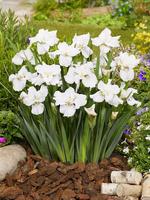 Iris sibirica Not Quite White
