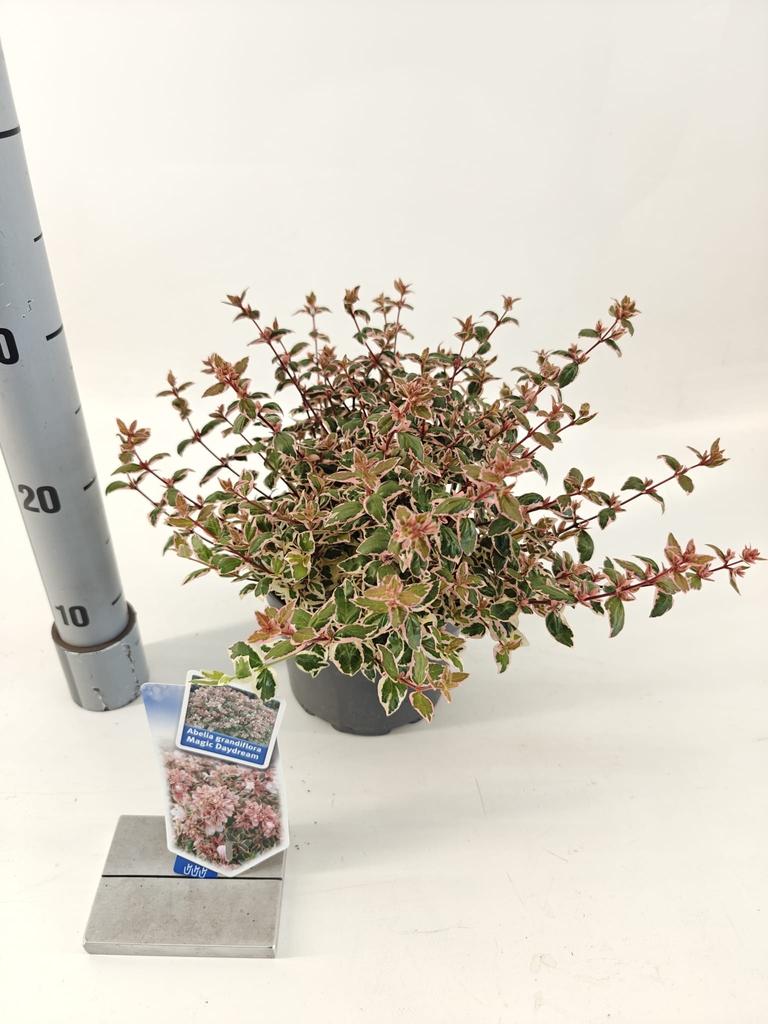 Picture of Abelia gra. Magic Daydream P17 (2 Ltr)