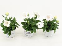 Platycodon White