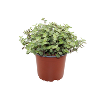 Calissia repens