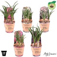 Amarine / Nerine in varieties