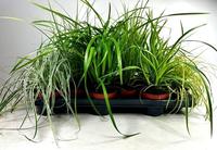 Carex in varieties