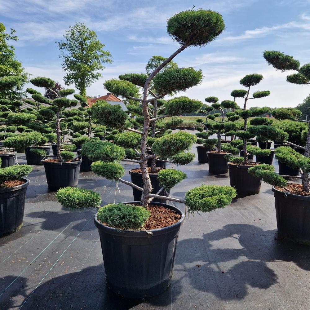 Picture of Juniperus med. Hetzii C130 BONSAI-130/140