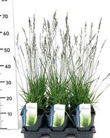 Molinia cae. Edith Dudszus
