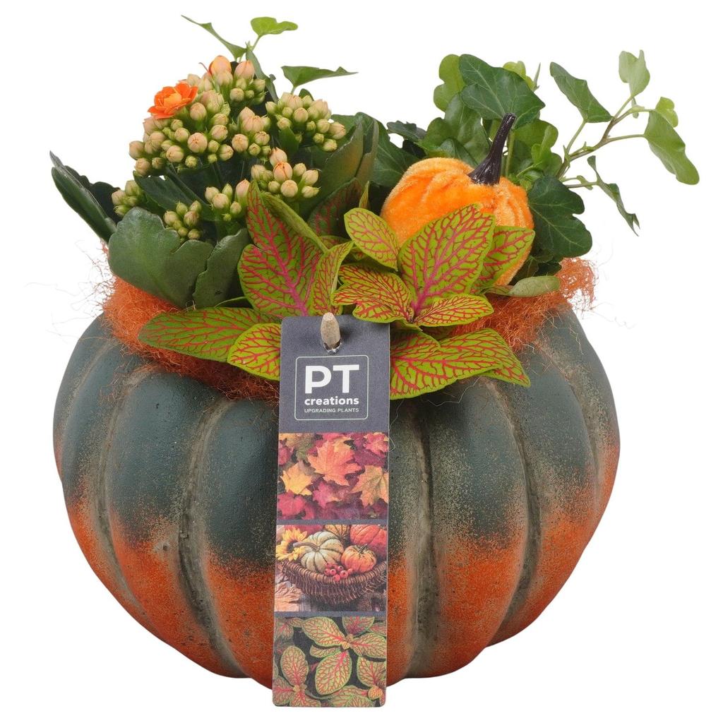 Picture of PTHI5488 Arrangement Autumn indoor in concrete pot P17 20CM