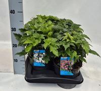 Anemone in varieties