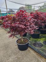 Acer pal. Bloodgood