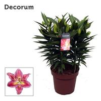 Lilium oriental Reeleeze 5 PP