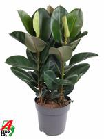 Ficus elastica Robusta 3PP