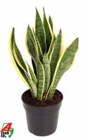 Sansevieria laurentii
