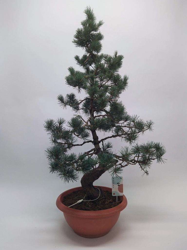Picture of Pinus Parviflora E5 30 cm (herkomst: Japan) 30-CM-CERAMIC 95CM