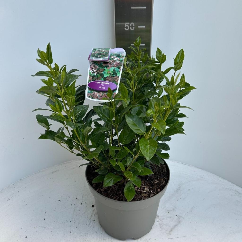 Picture of Viburnum tinus P23 (5 Ltr)