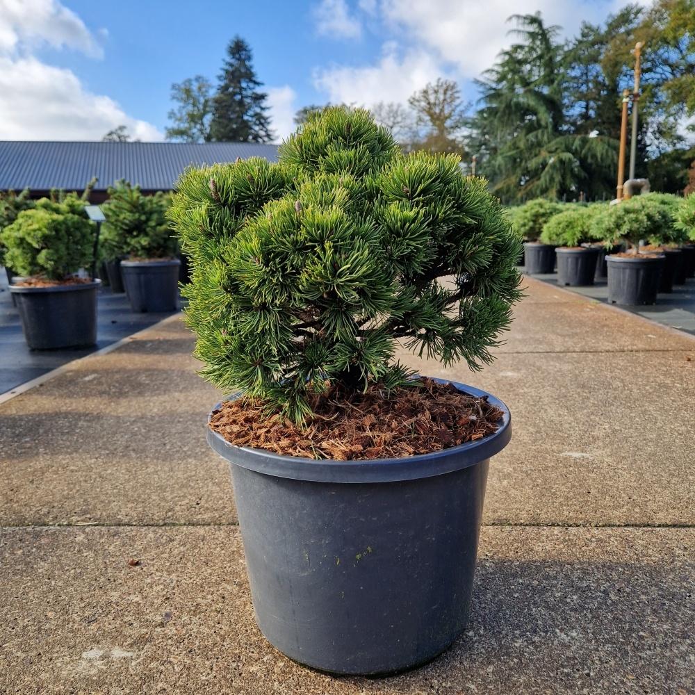 Picture of Pinus mugo Picobello C12 35/40