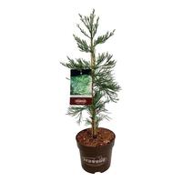 Sequoiadendron g. H. Mamm. Three