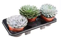 Echeveria in varieties