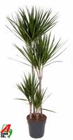 Dracaena marginata 90-60-30-15
