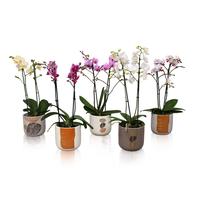 Phalaenopsis hybrid Multiflora varieties in BGC967 ceramic