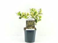 Ilex alt. Golden King