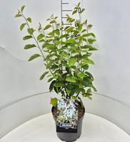 Amelanchier lamarckii