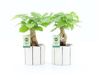 Radermachera Bonsai in Banksy ceramic