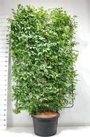 Carpinus betulus