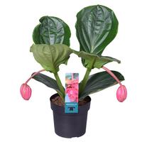 Medinilla Magnifica Flamenco 1 etage 2 buds