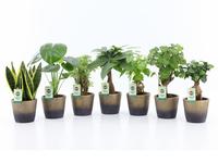 Houseplants Exotic Green Mix in Lunar ceramic