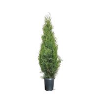 Thuja occ. Golden Smaragd