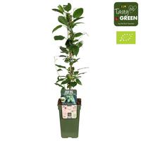 Actinidia arg. Kiwiberry (Issai)