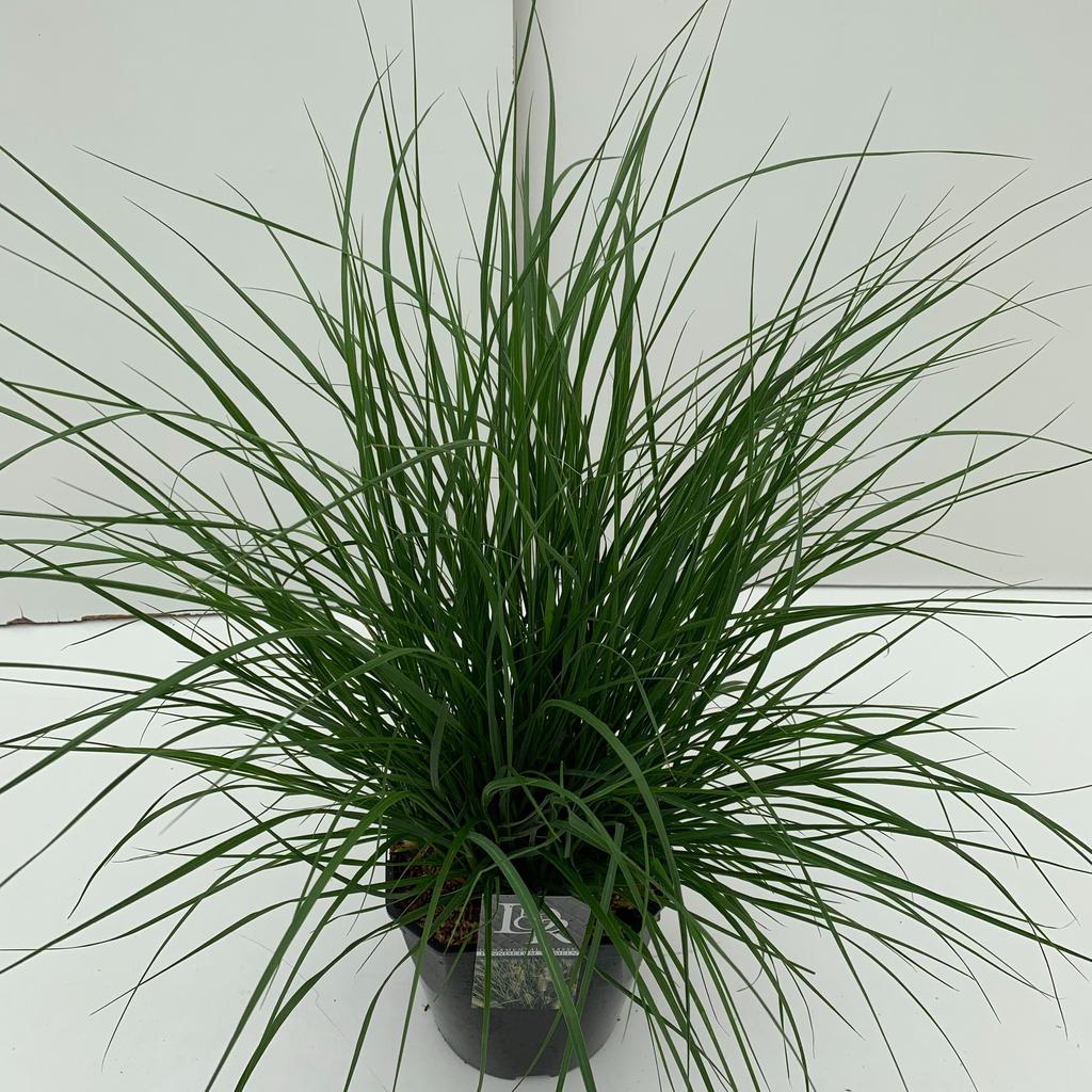 Obrázek Pennisetum Hameln P23 (5 Ltr) SQUARE
