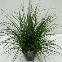 Pennisetum al. Hameln