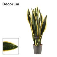Sansevieria Black Gold 12 cm