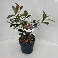 Photinia fras. Red Robin