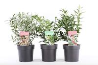 Sarcococca in 2-3 varieties