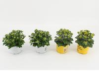 Ajania Pacifica varieties mix shelf