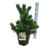 Pinus nigra Oregon Green